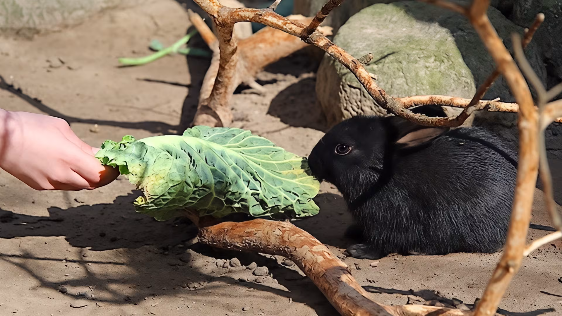 In der Saison bieten wir die Kleine Futterrunde an - eine gute Gelegenheit, um den Tieren etwas näher zu kommen