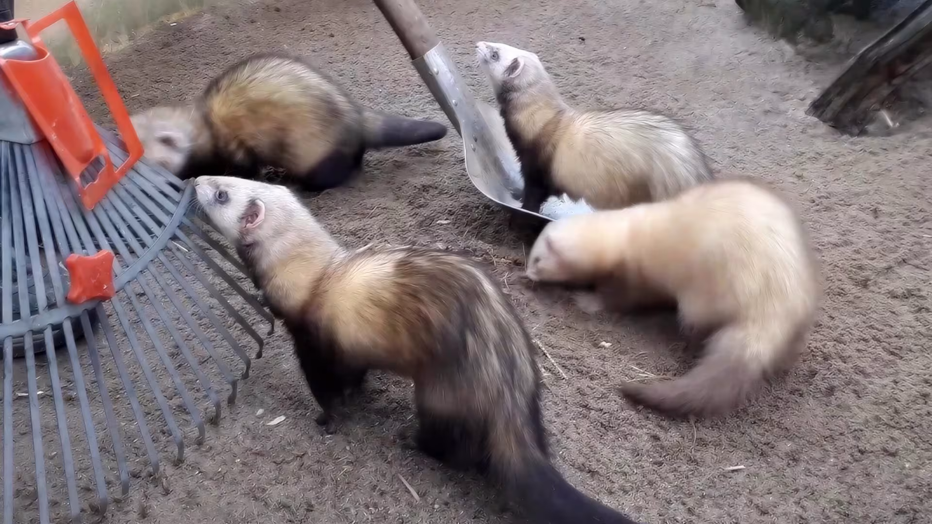 Aufstehen mit den Frettchen