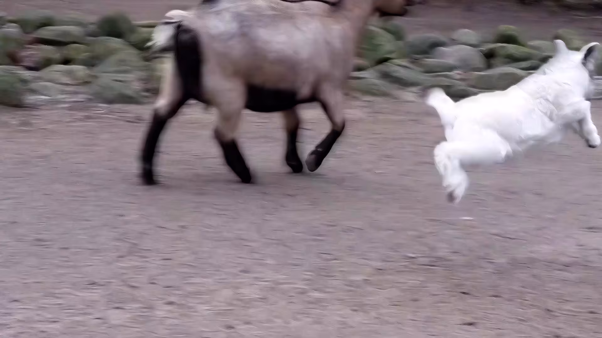 Das Leben ist schön! - Hüpfende Zwergziege im Wildpark-MV