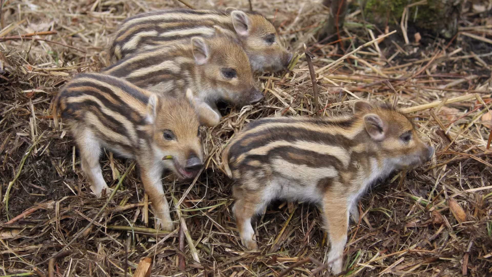 Nachwuchs bei den Wildschweinen (2019)