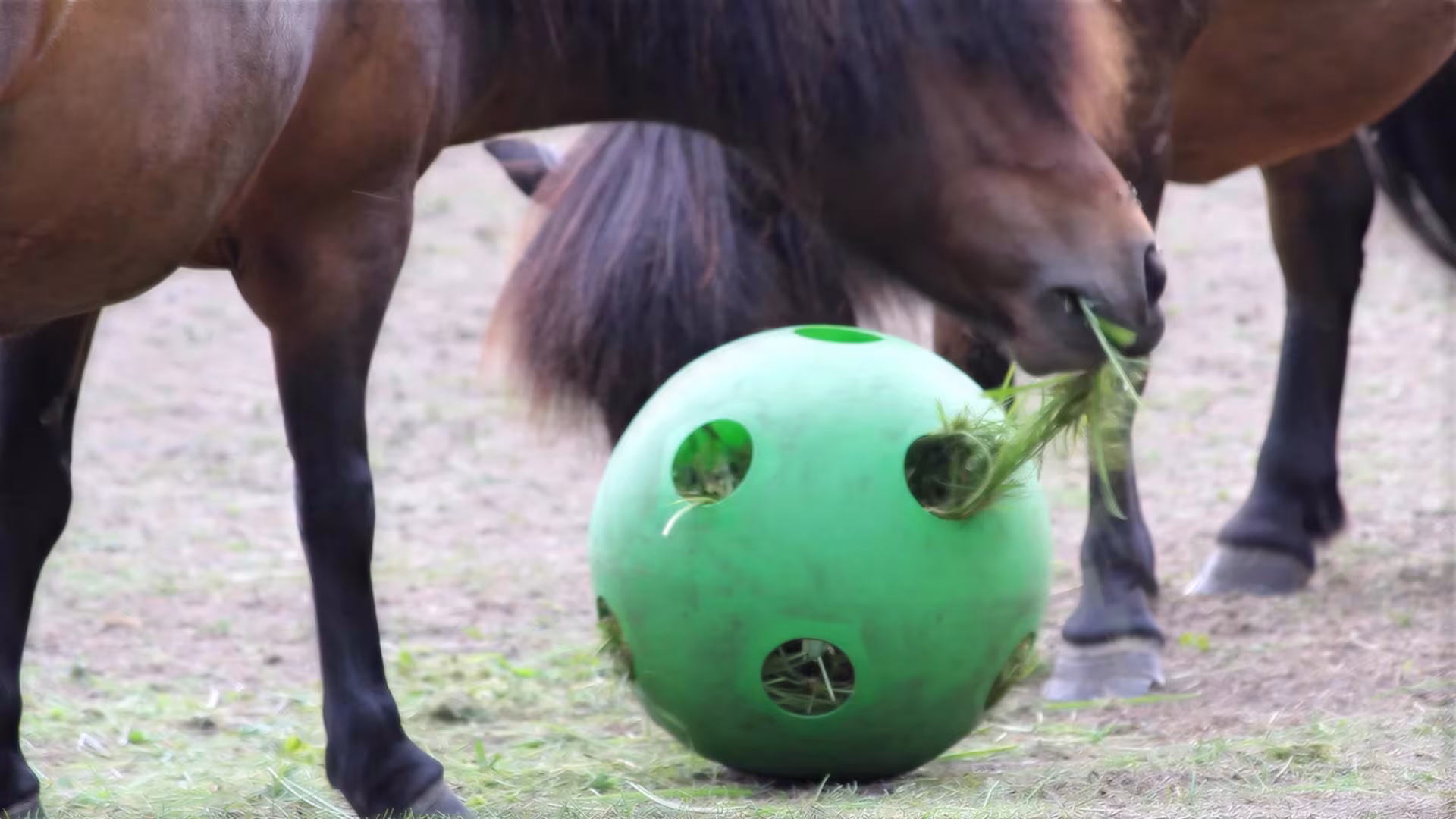 Futterball für die Ponys