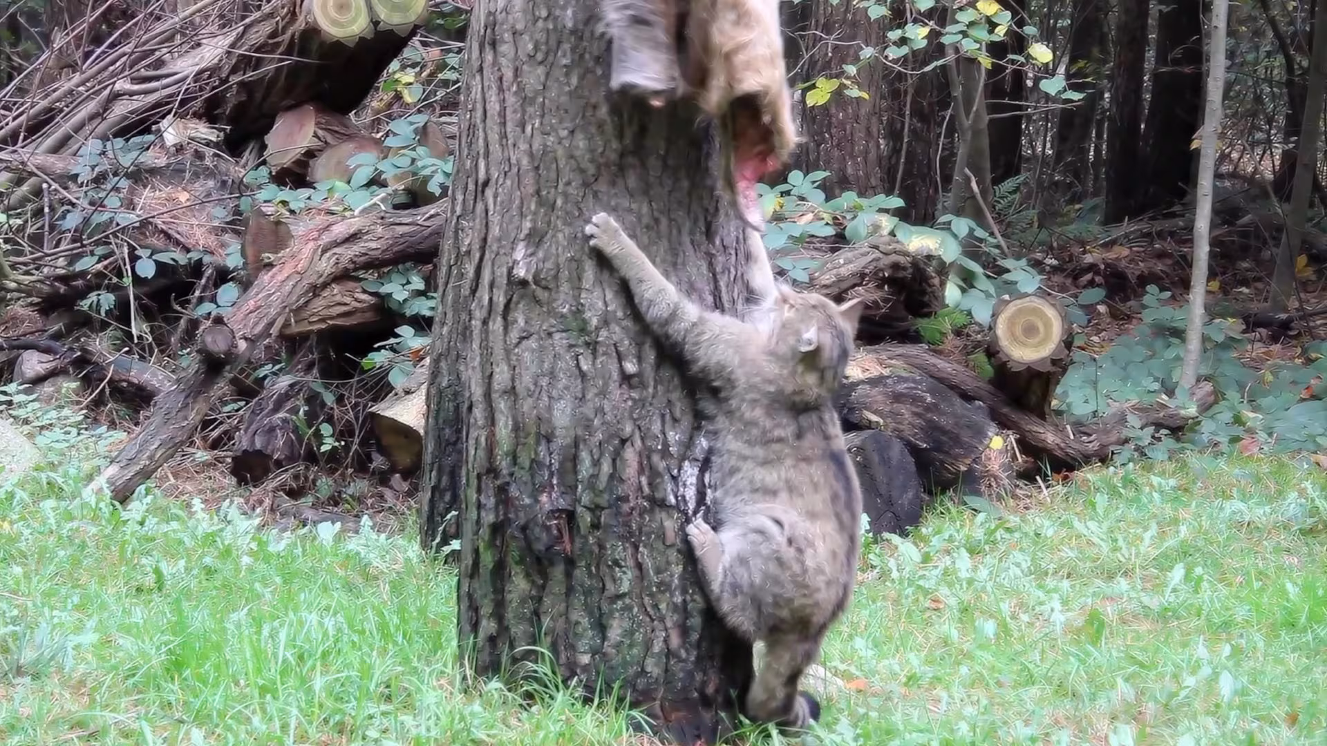 Tierbeschäftigung bei den Wildkatzen