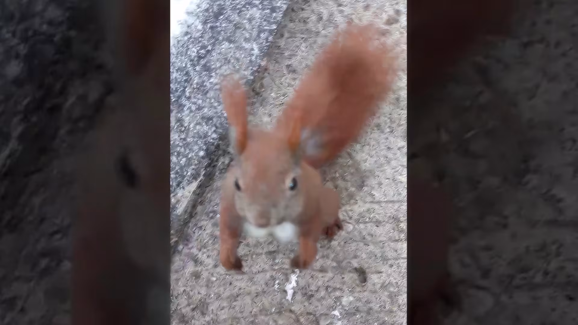 Neugieriges Eichhörnchen hautnah