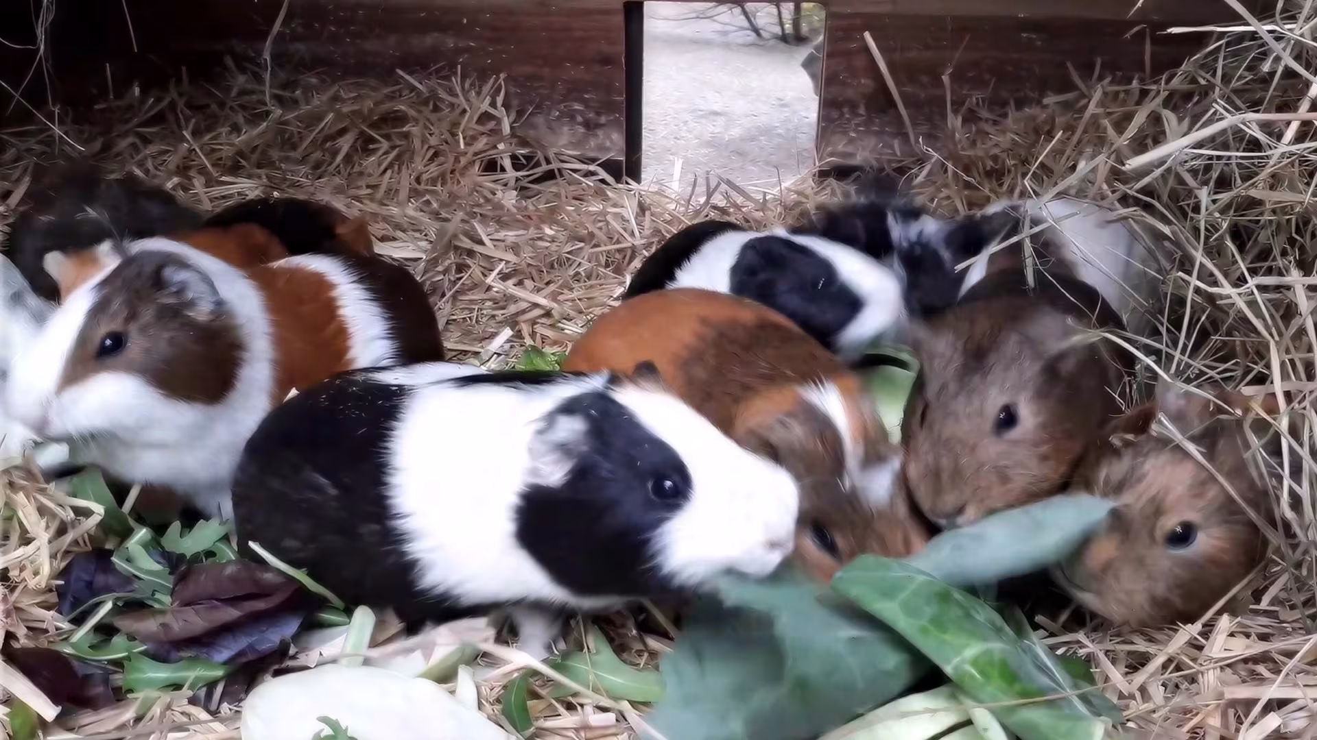 Morgenrunde bei den Meerschweinchen