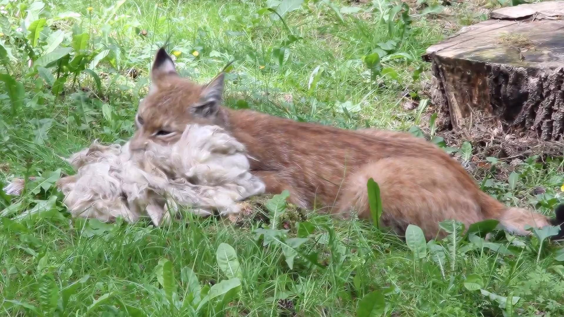 Schafwolle sorgt für Stimmung