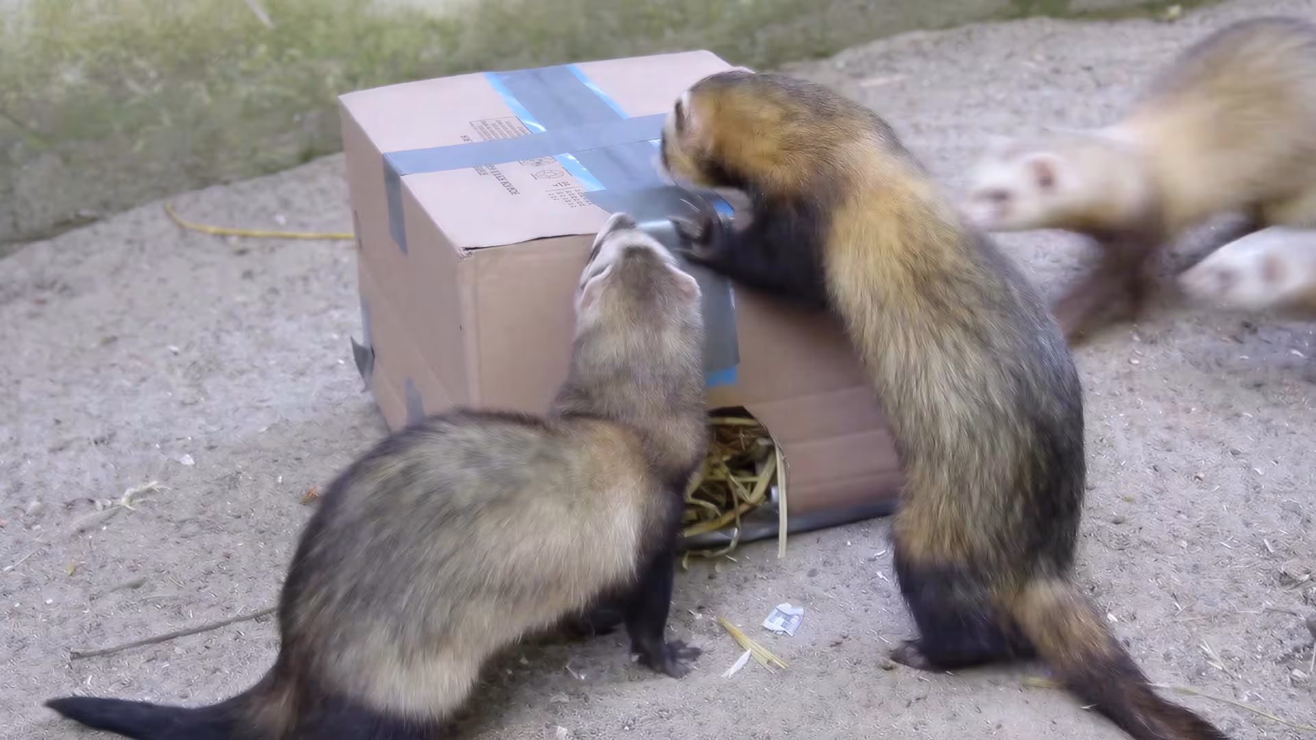 Tierbeschäftigung bei den Frettchen
