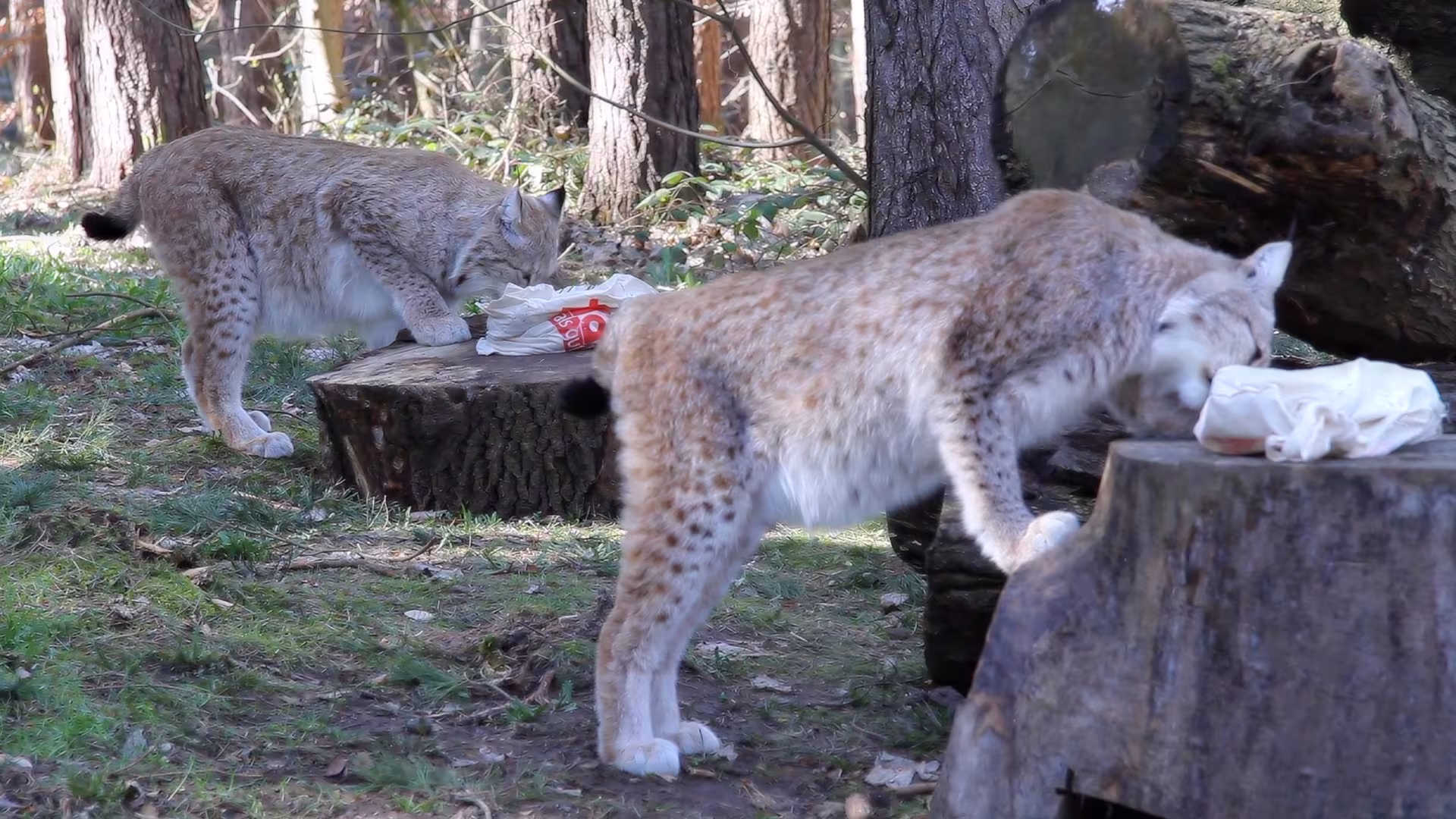 Tierbeschäftigung bei den Luchsen