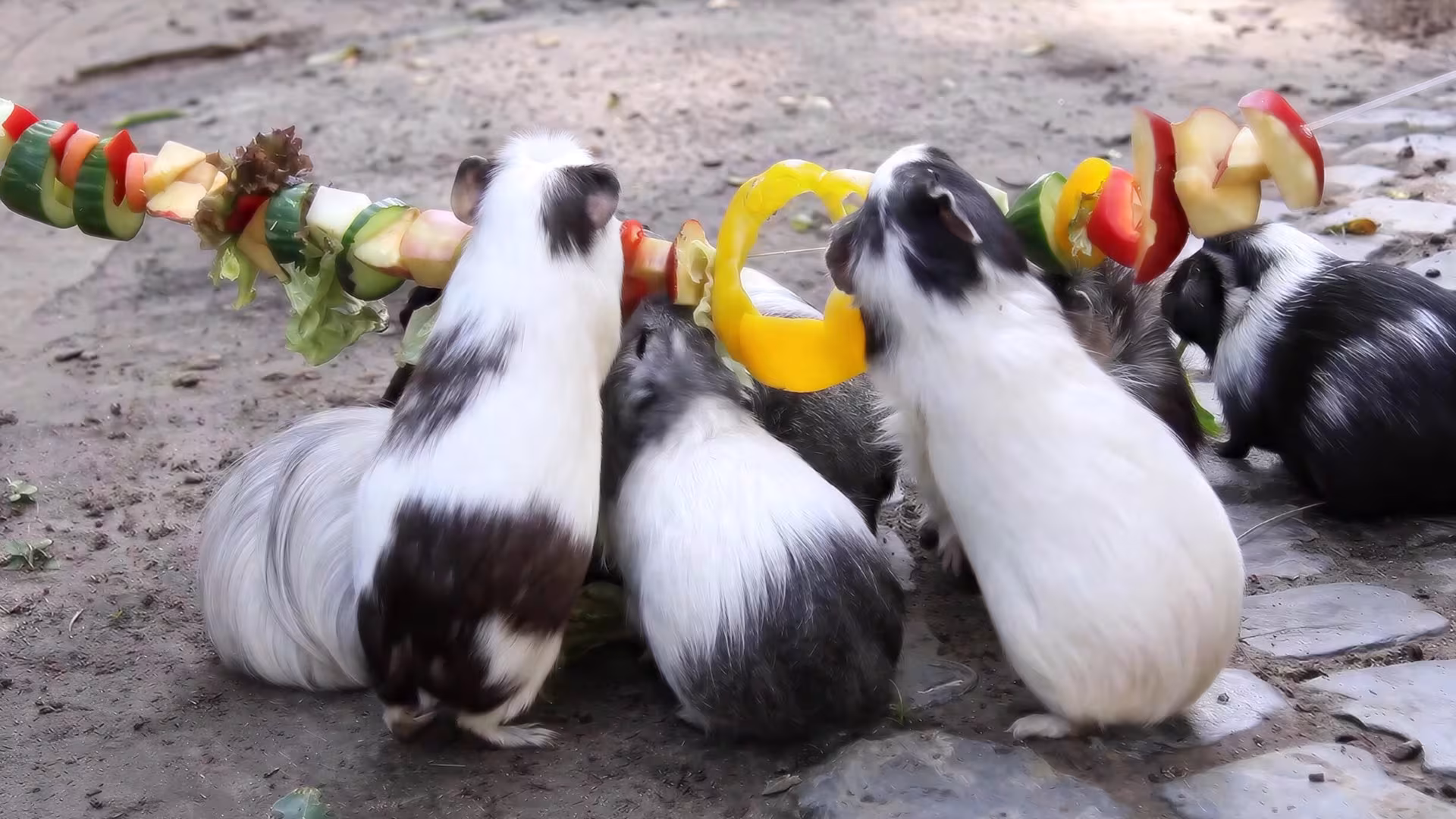 Knabberspaß bei den Meerschweinchen