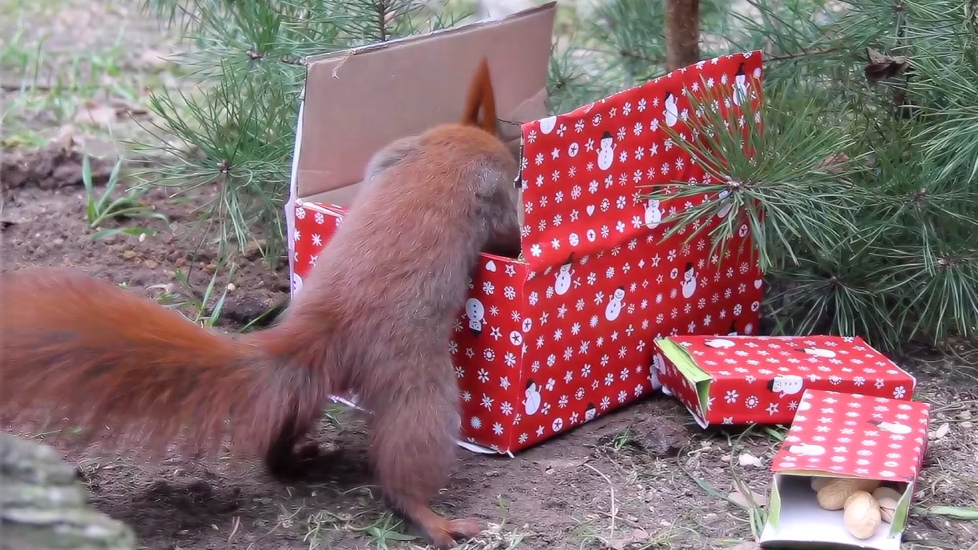 Weihnachten bei unseren Eichhörnchen