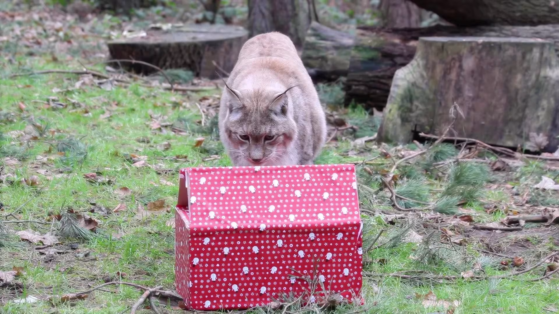 Weihnachten bei den Luchsen