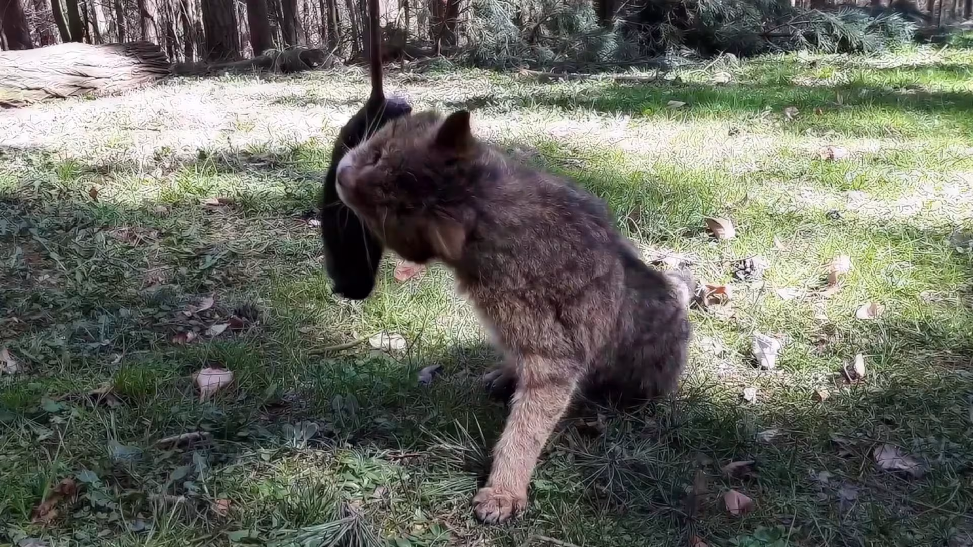 Fütterung bei den Wildkatzen