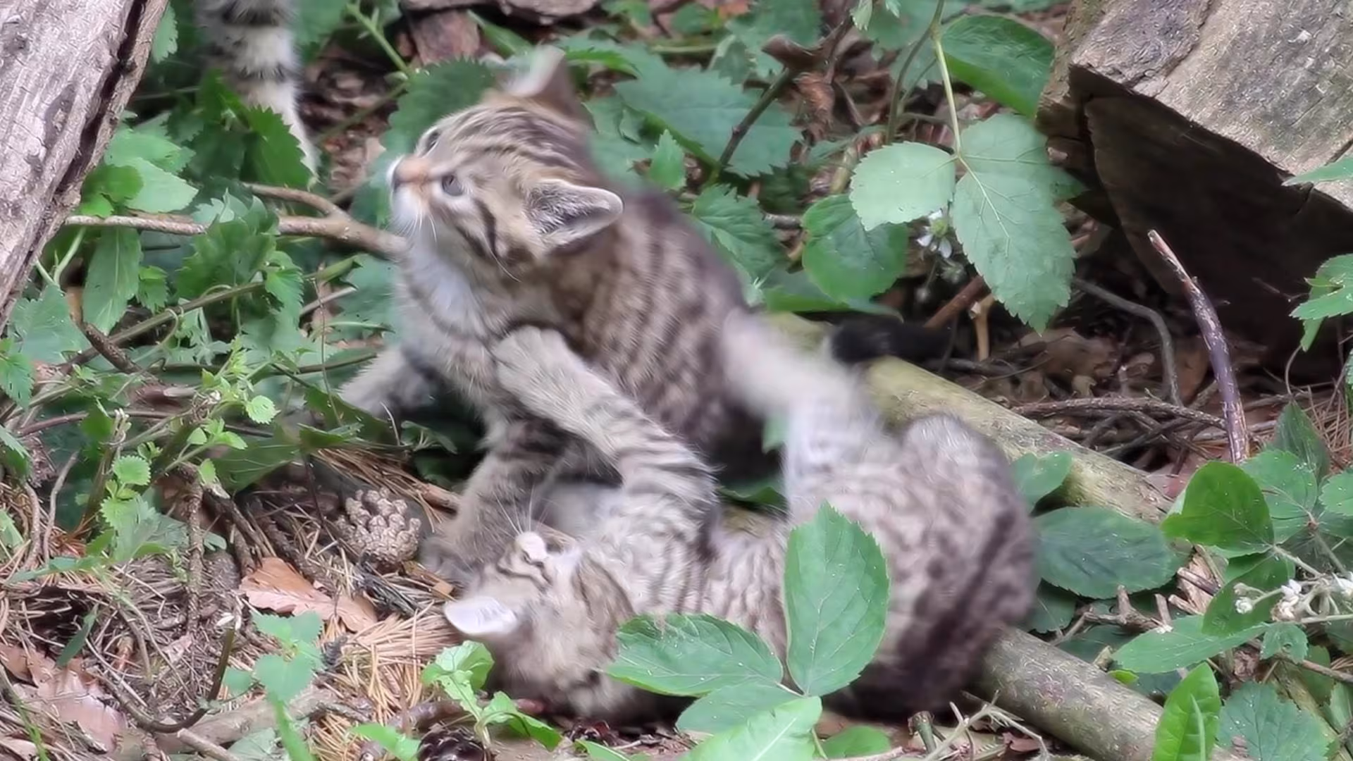 Wildkatzen-Nachwuchs 2020