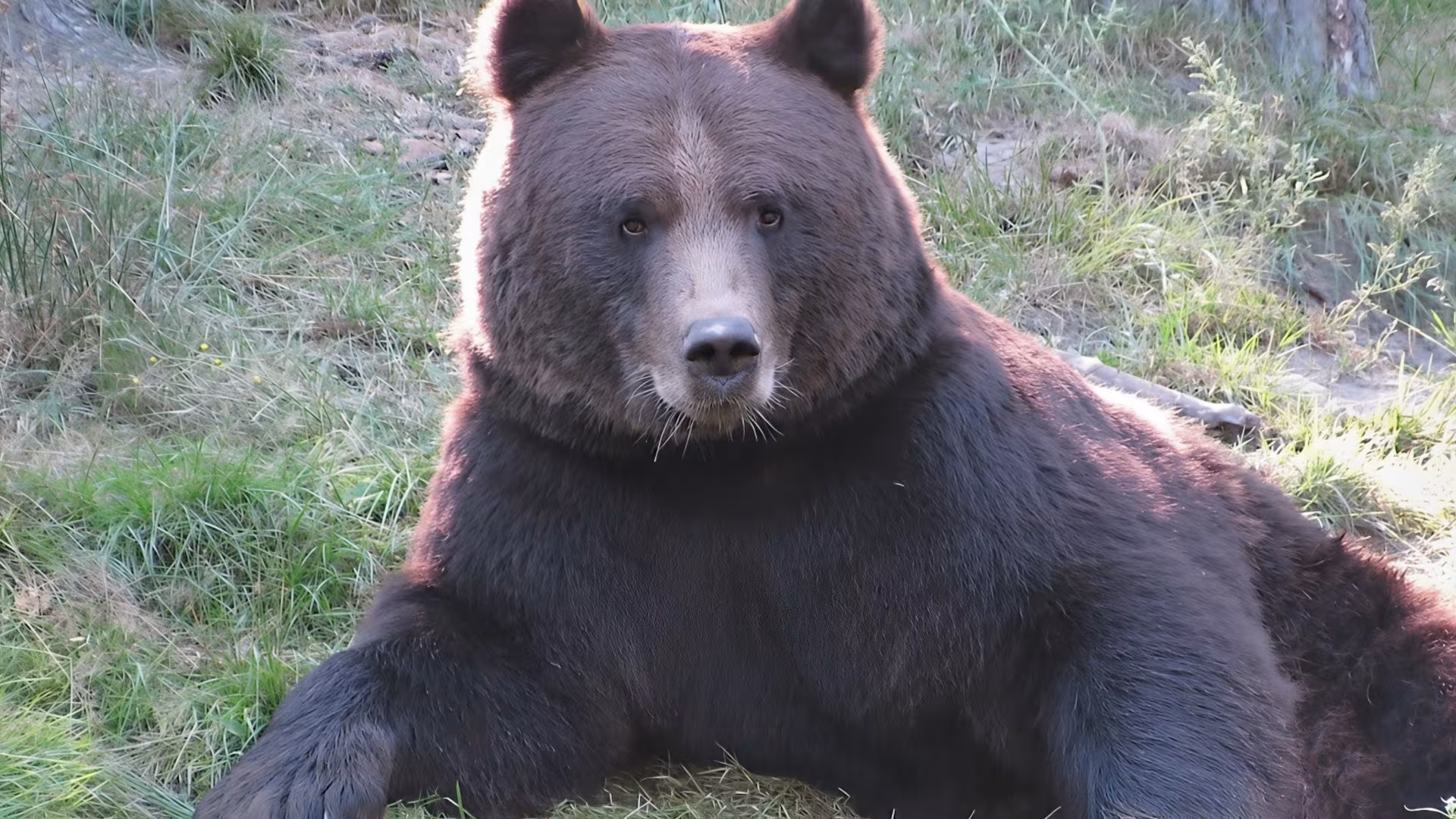 Wildpark-MV