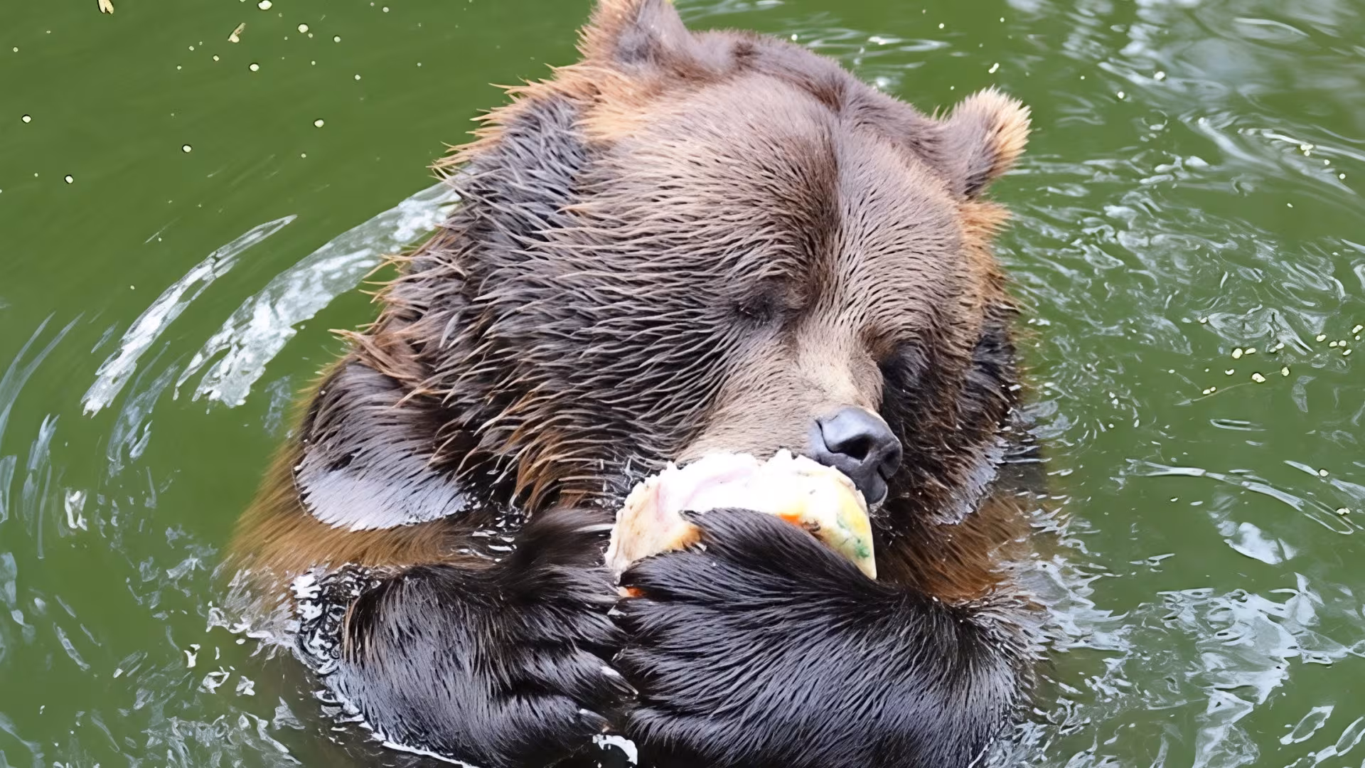 Im Sommer gibt's sogar Bäreneis