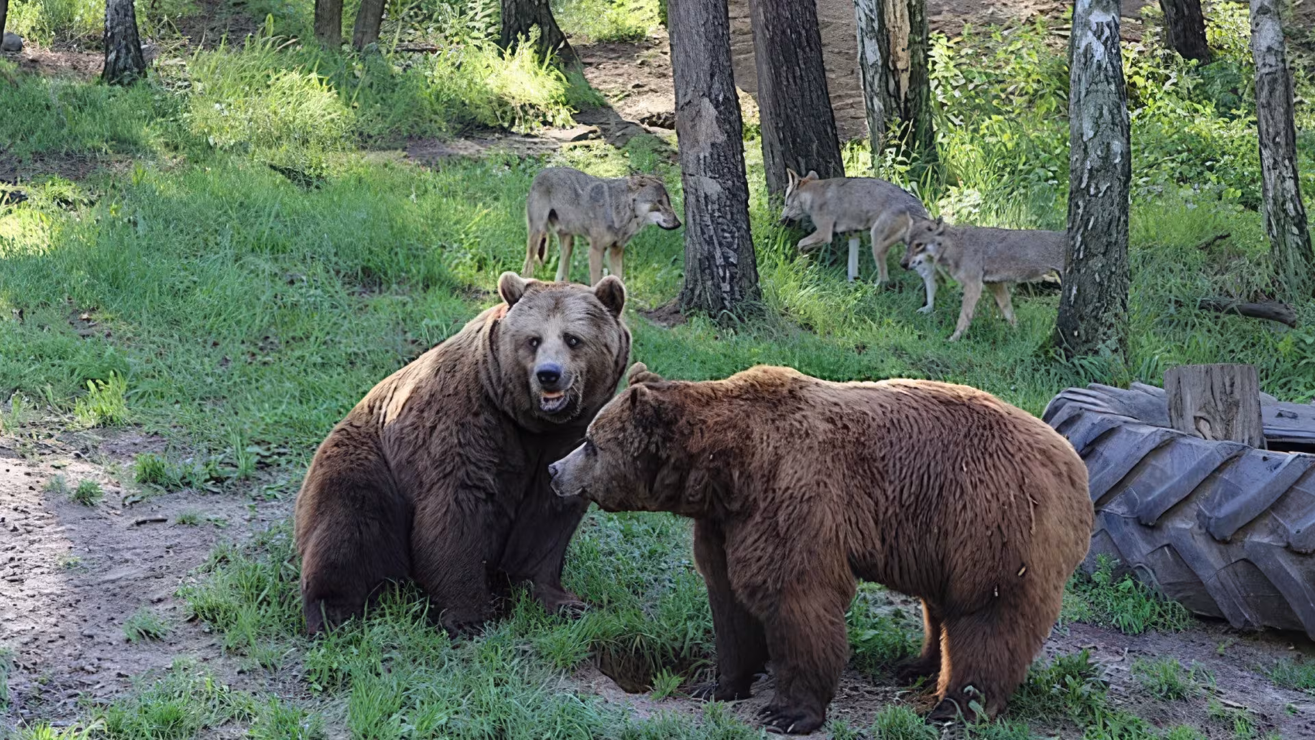Tierisch coole WG mit unseren Wölfen