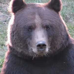 Wildpark-MV
