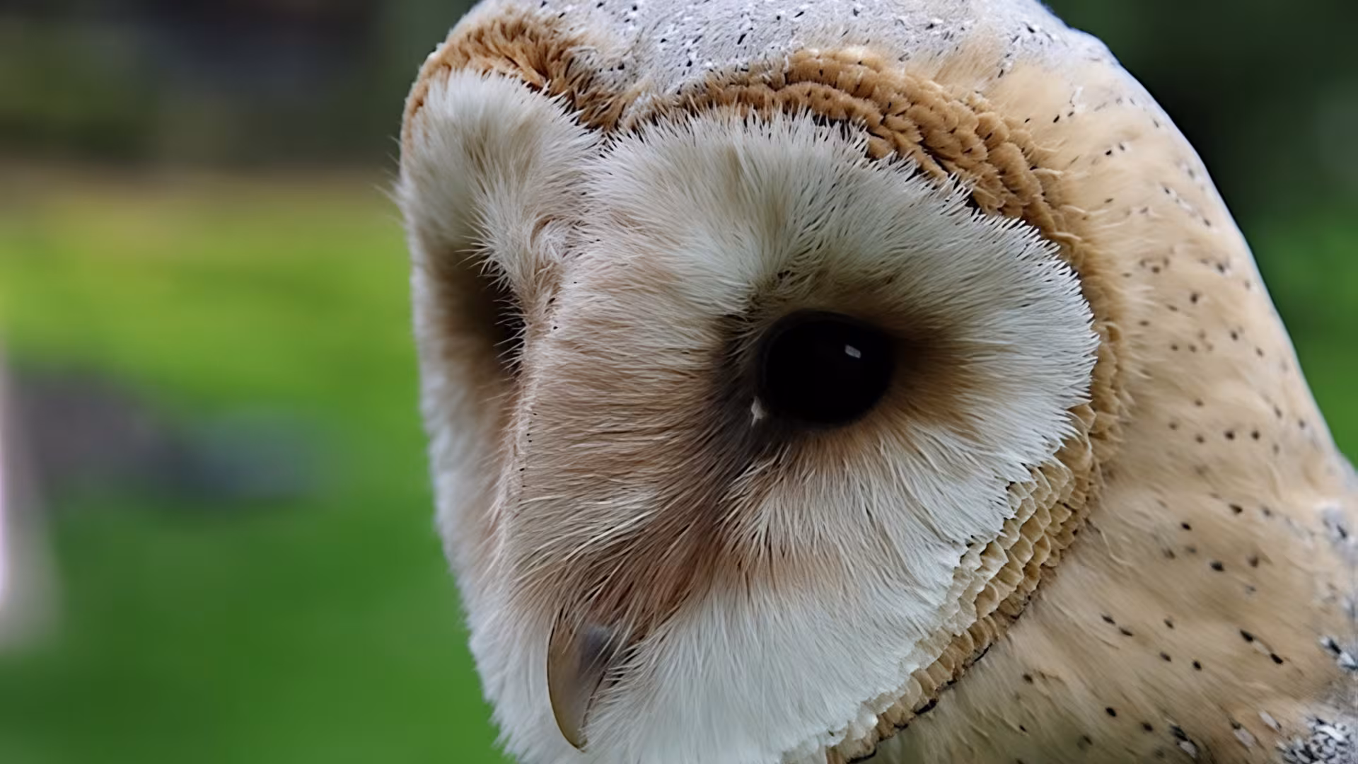 Die Schleiereule ist gut an ihrem herzförmigen, weißen Gesichtsschleier zu erkennen