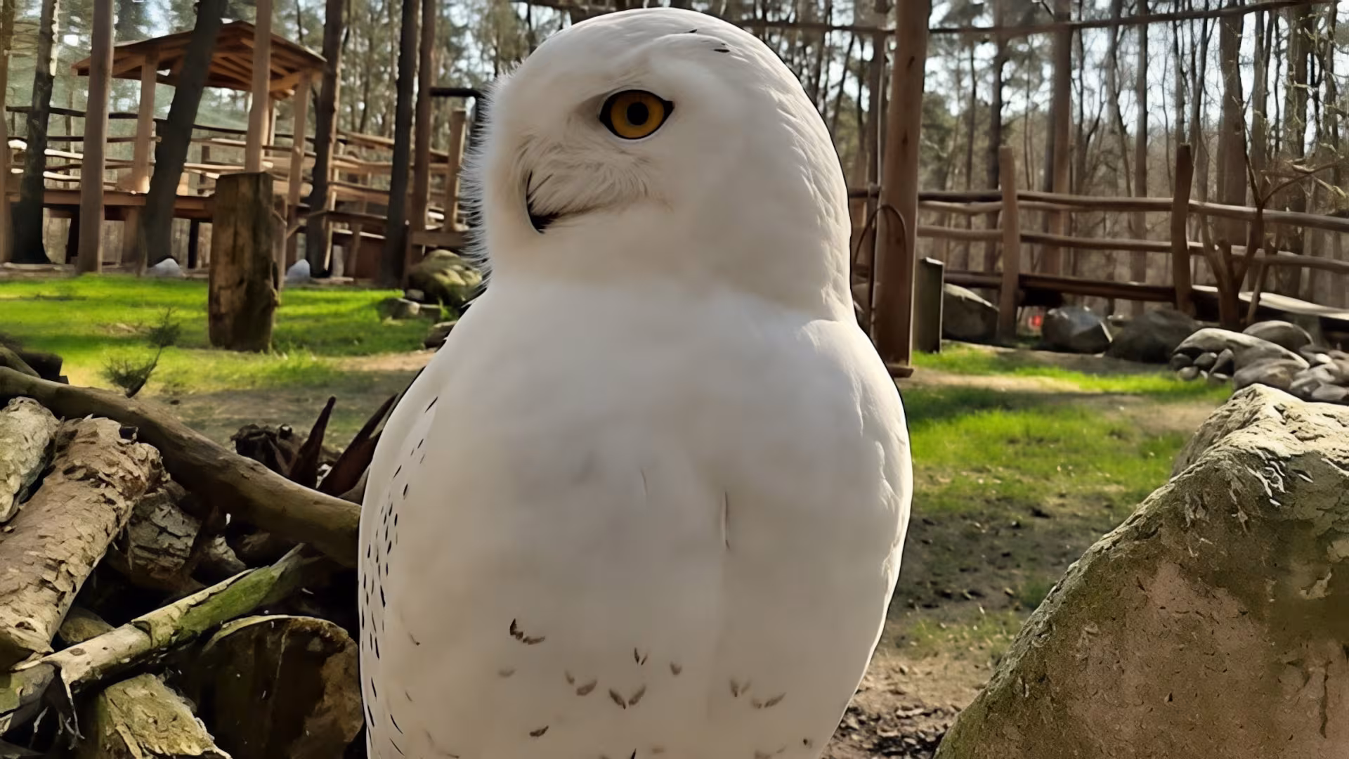 Unschwer zu erkennen: eine Schnee-Eule. Die Männchen sind weiß, die Weibchen haben braune Tupfen im Federkleid