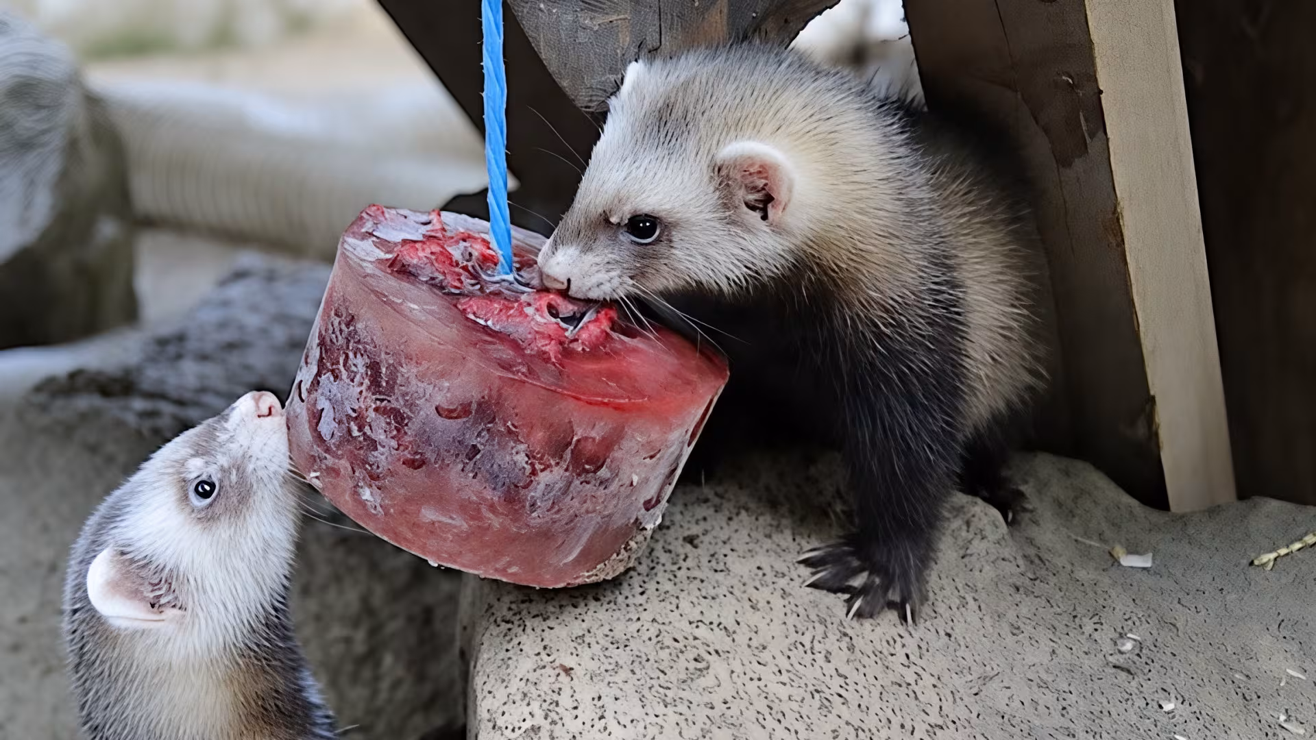 Im Sommer gibt es gelegentlich eine Abkühlung dank Eisbomben - gleichzeitig eine tolle Tierbeschäftigung