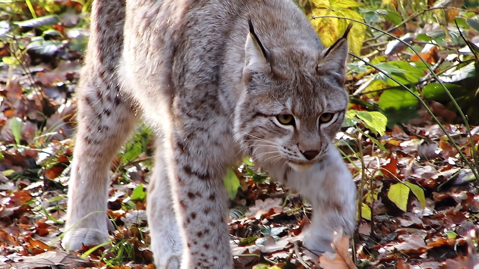 Wildpark-MV