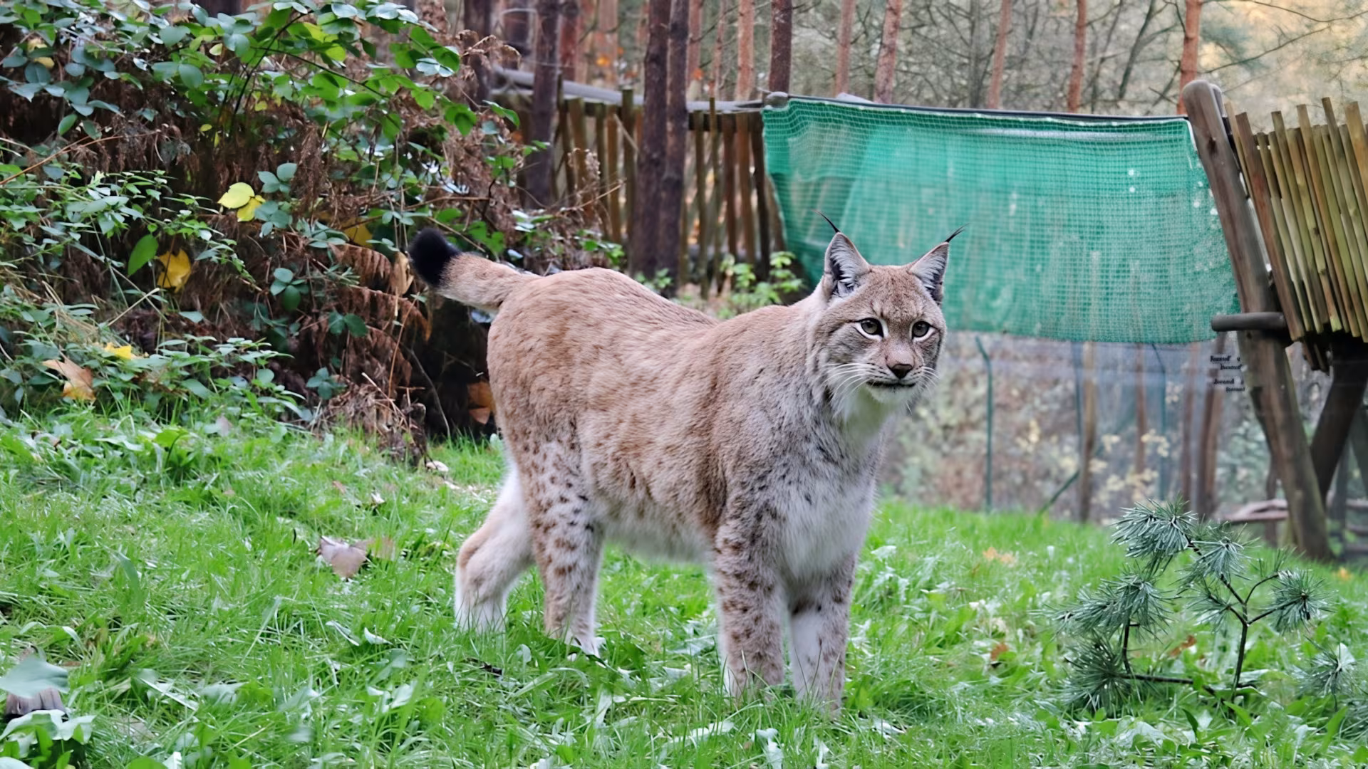 Wildpark-MV