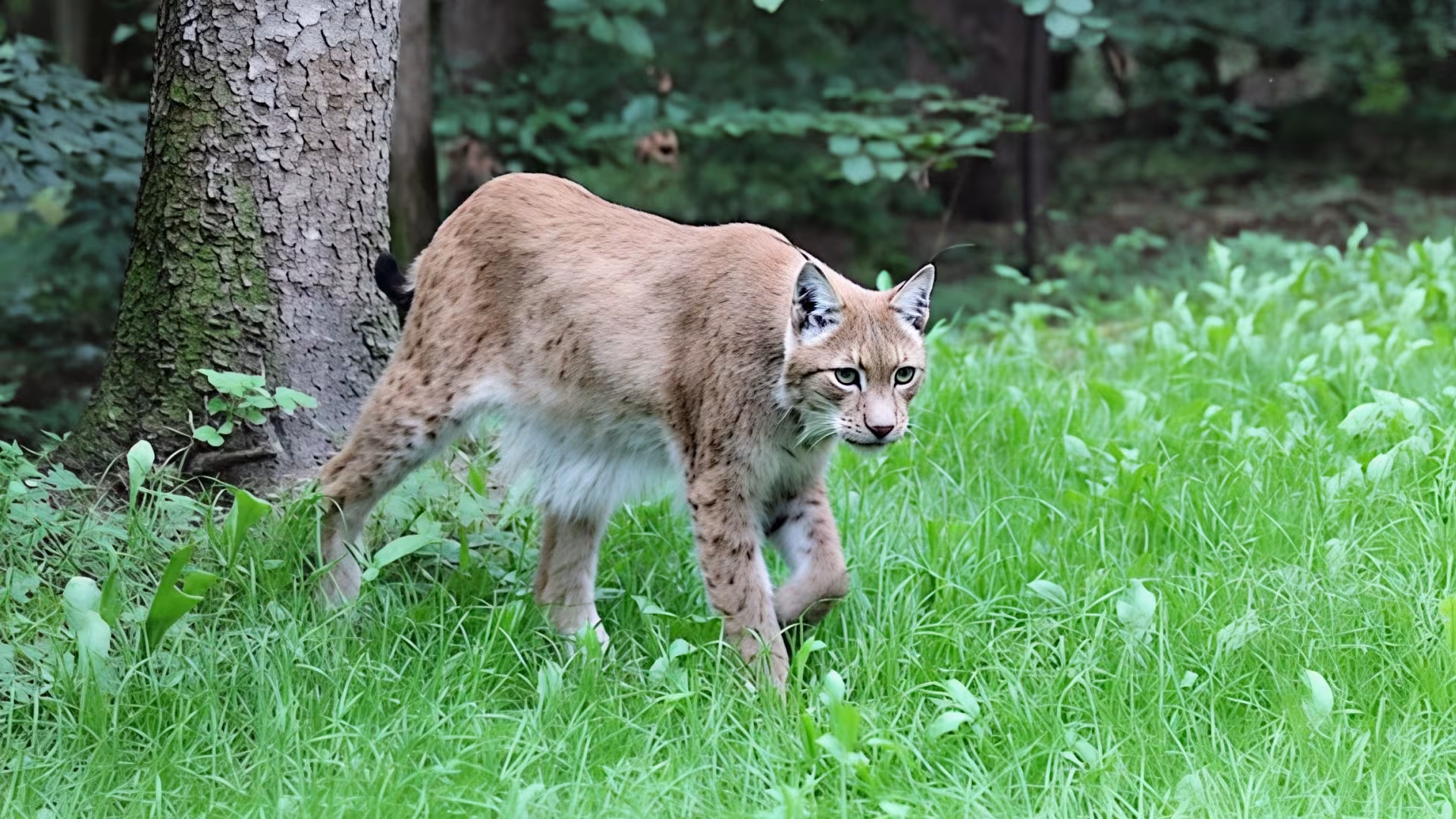 Luchs auf der Pirsch