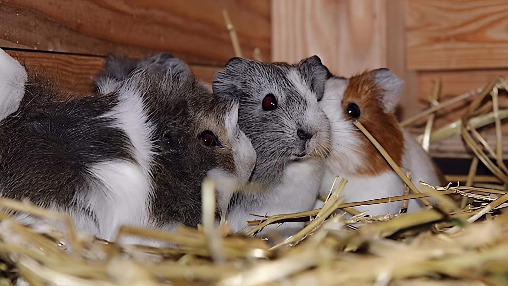 Wenn die Meerschweinchen nicht draußen umherflitzen, findest du sie in ihren Hüttchen - mit Gucklock für die Besucher