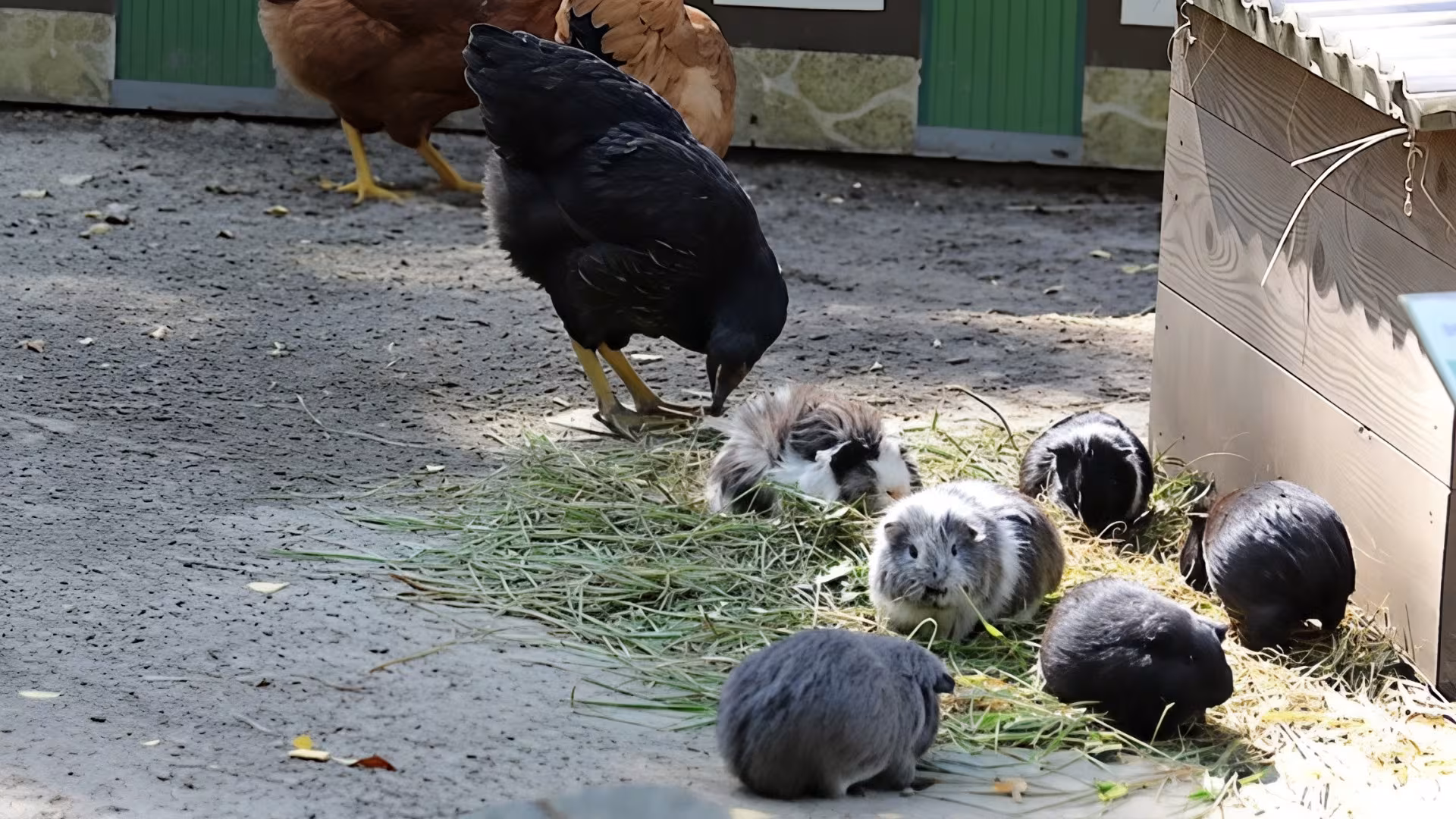 Ab und an bekommen sie Besuch von den neugierigen und sehr gefräßigen Nachbarn