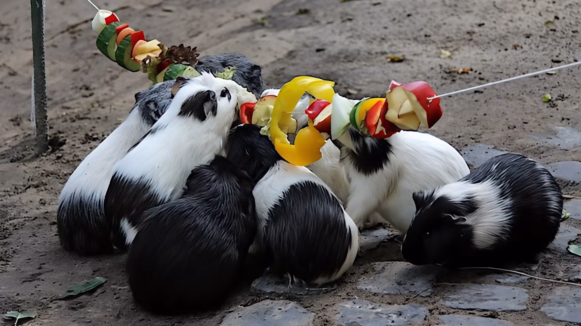 Tierbeschäftigung bei den Meerschweinchen