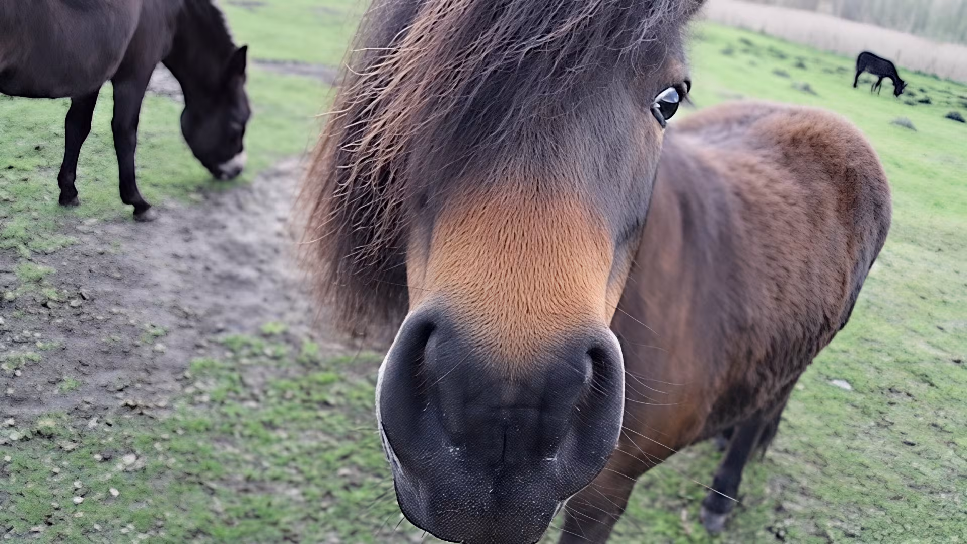 Beliebt bei Groß und Klein: die Shetlandponys