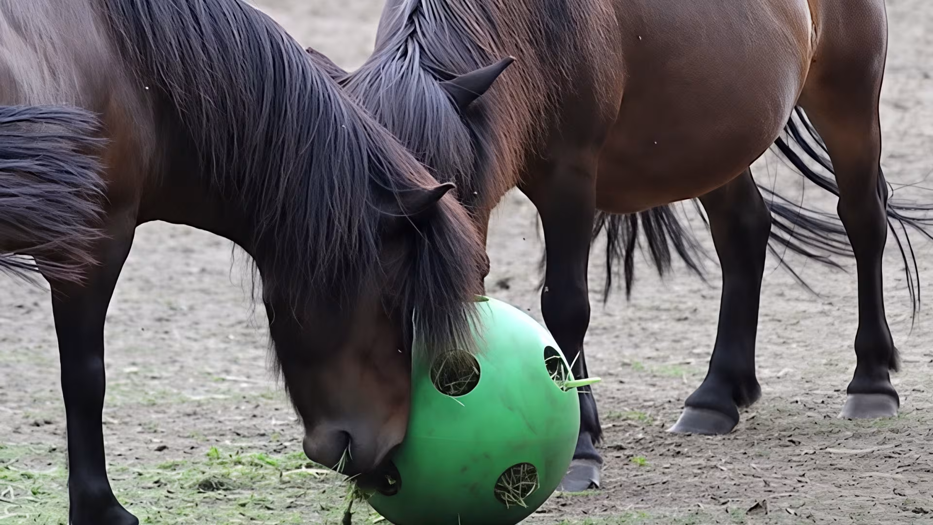 Gelungene Abwechslung: ein Futterball für die Ponys