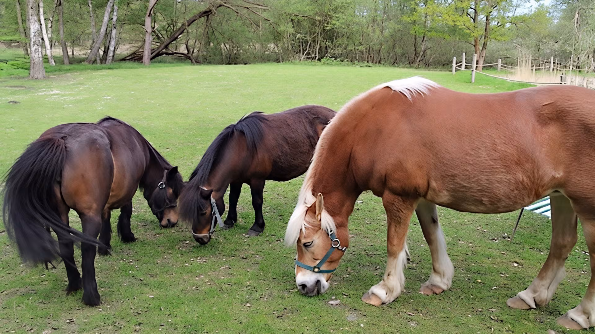 Auch Haflinger kannst du bei uns finden