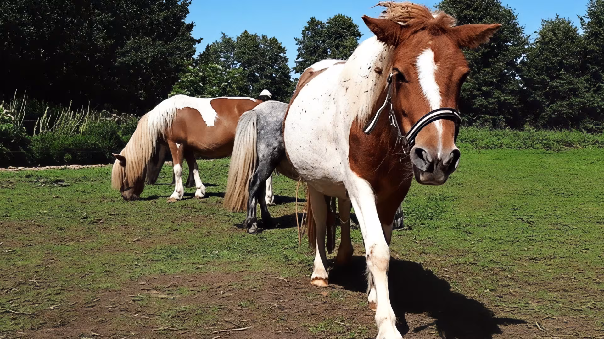 Eine kunterbunte Truppe Shetlandponys