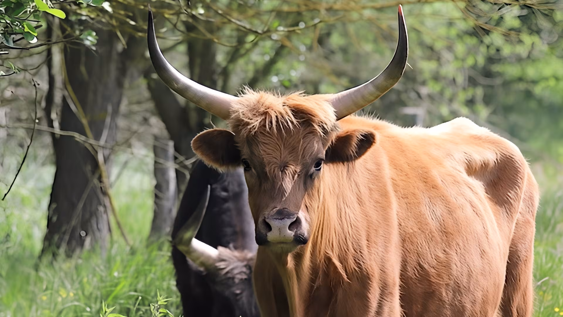 Imposante Riesen mit langen Hörnern - unsere Heckrinder