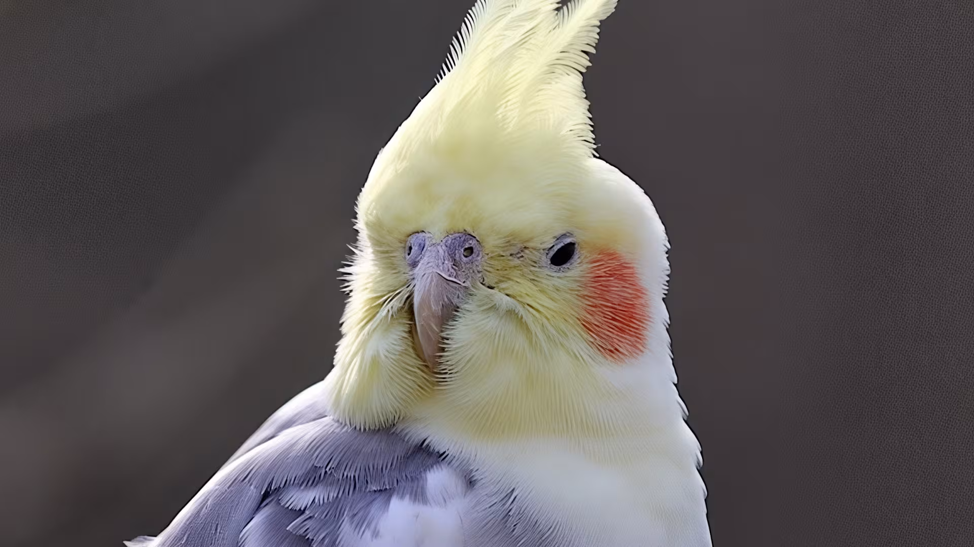 Nympensittich
