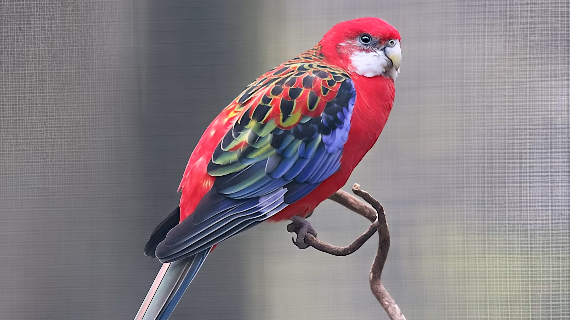 Rosellasittich