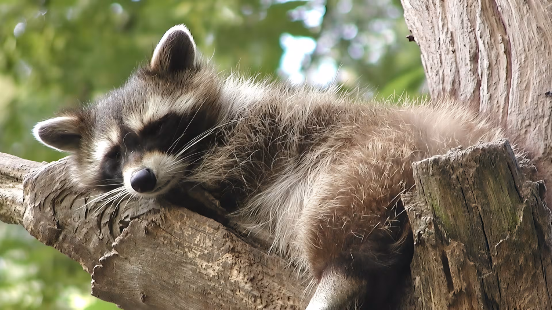 Wildpark-MV
