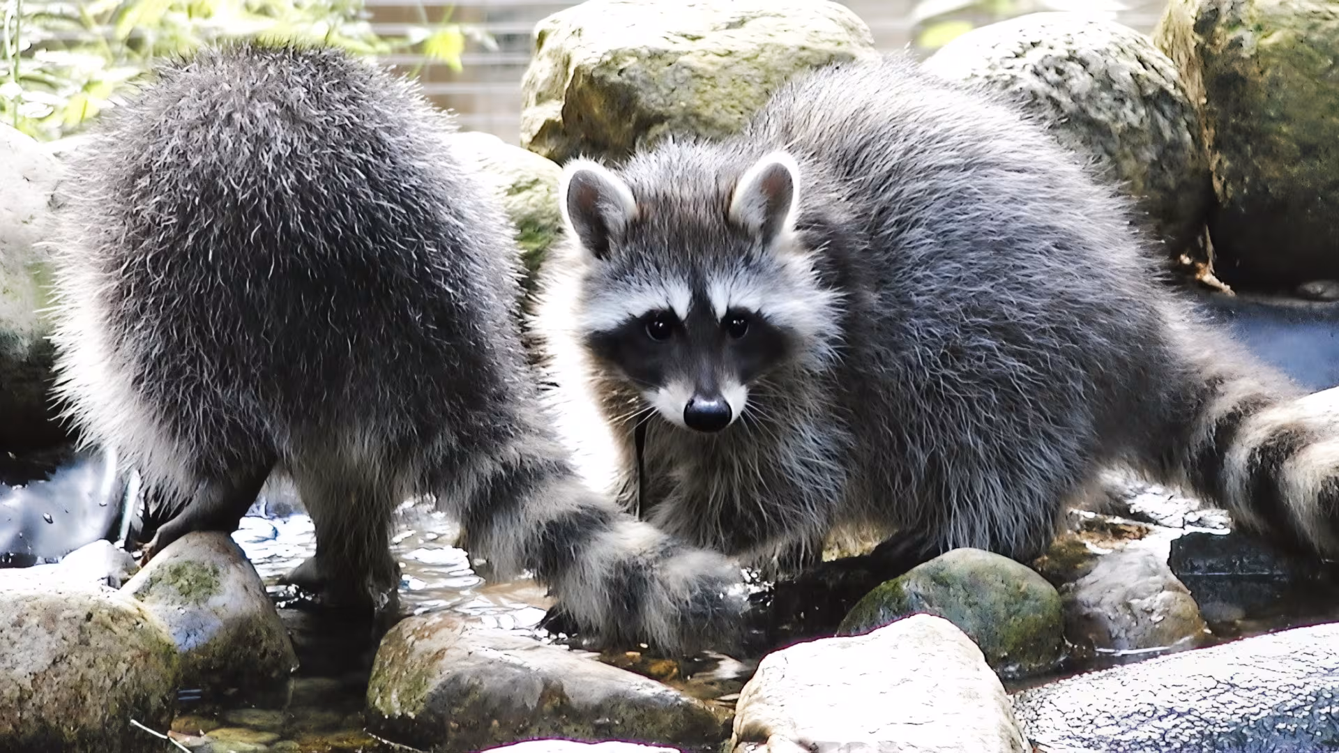 Wildpark-MV