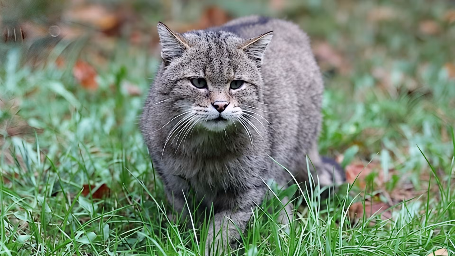 Wildkatze auf der Pirsch