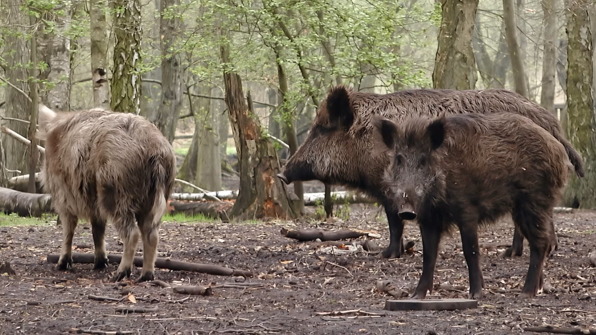 Wildpark-MV