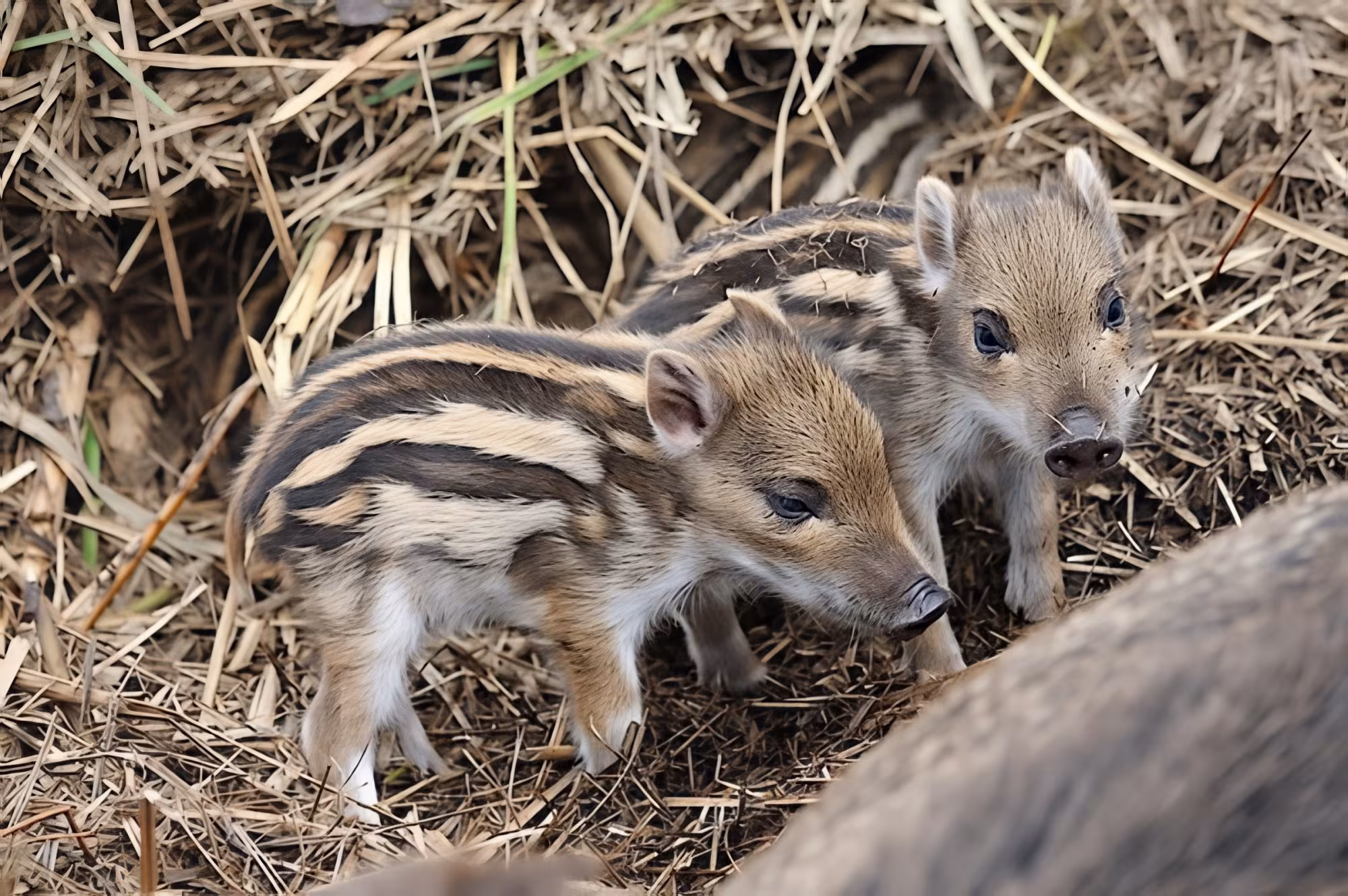 Jährlich gibt es Nachwuchs bei den Wildschweinen