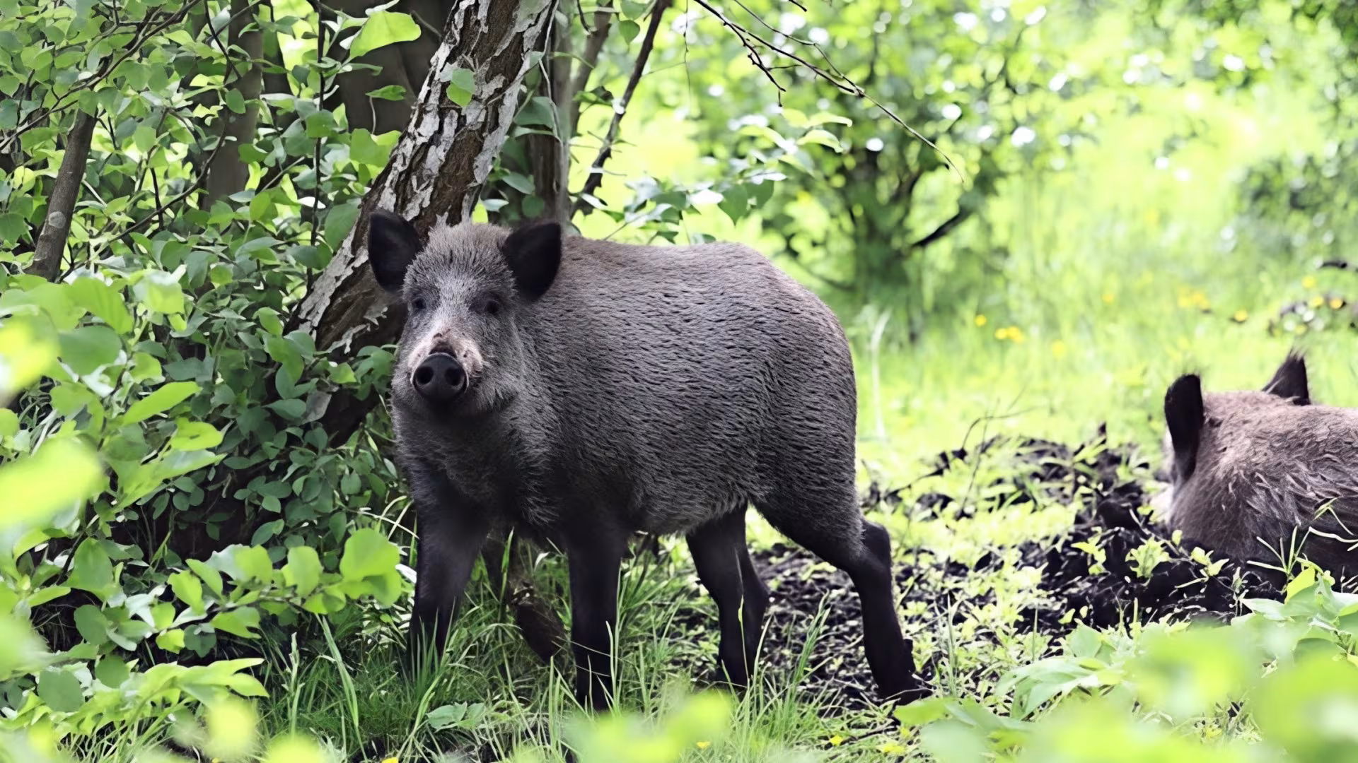 Groß, grün, wild - so können wir das Wildschwein-Gehege beschreiben. Viel Spaß beim Entdecken der Tiere! Unser Tipp: Die große Futterrunde ab 13 Uhr nicht verpassen.