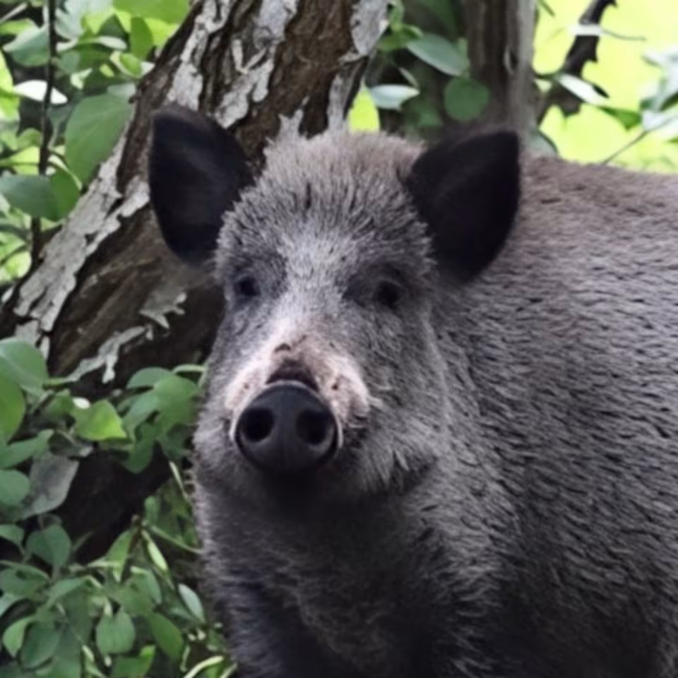 Groß, grün, wild - so können wir das Wildschwein-Gehege beschreiben. Viel Spaß beim Entdecken der Tiere! Unser Tipp: Die große Futterrunde ab 13 Uhr nicht verpassen.