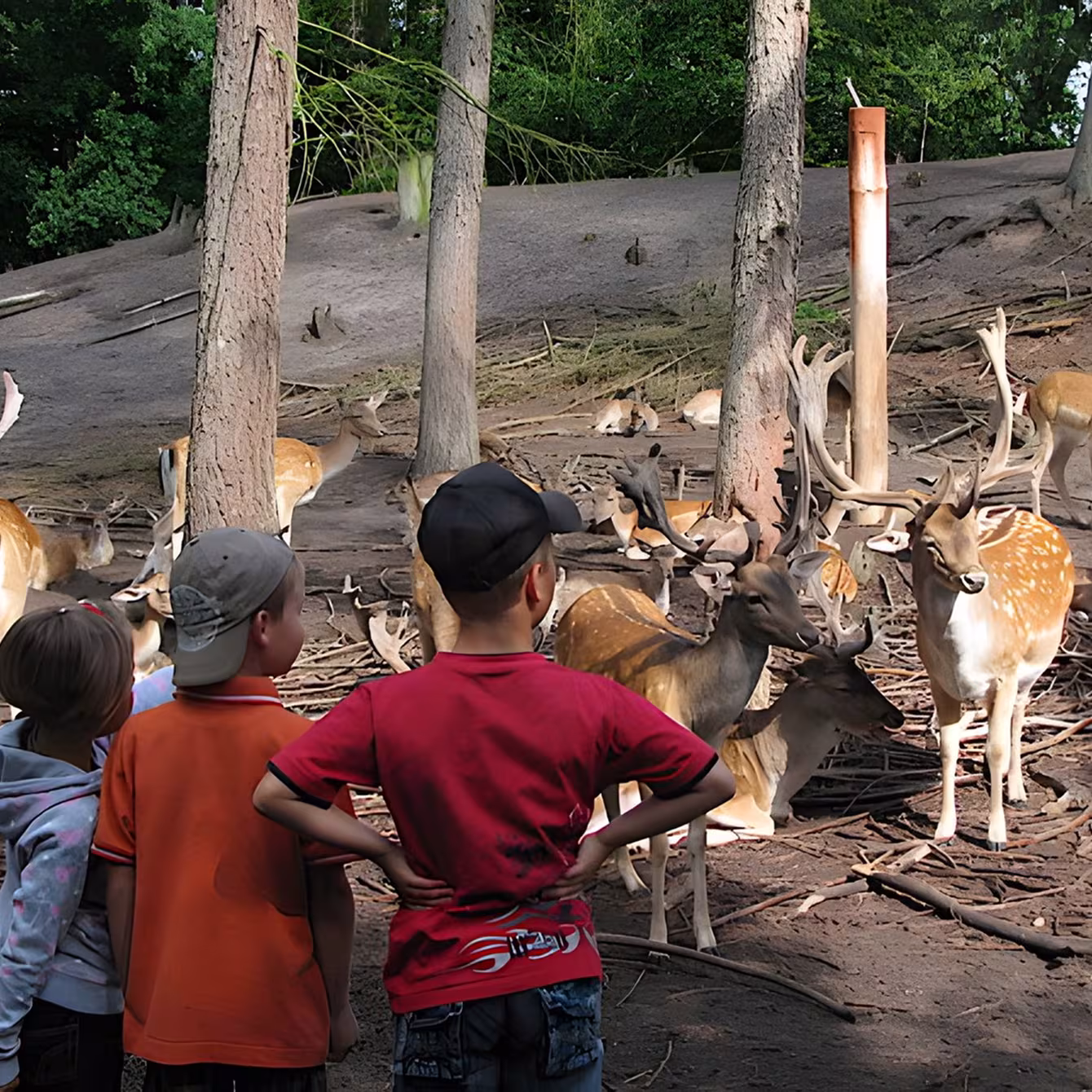willkommen kinder hirsche im Wildpark-MV