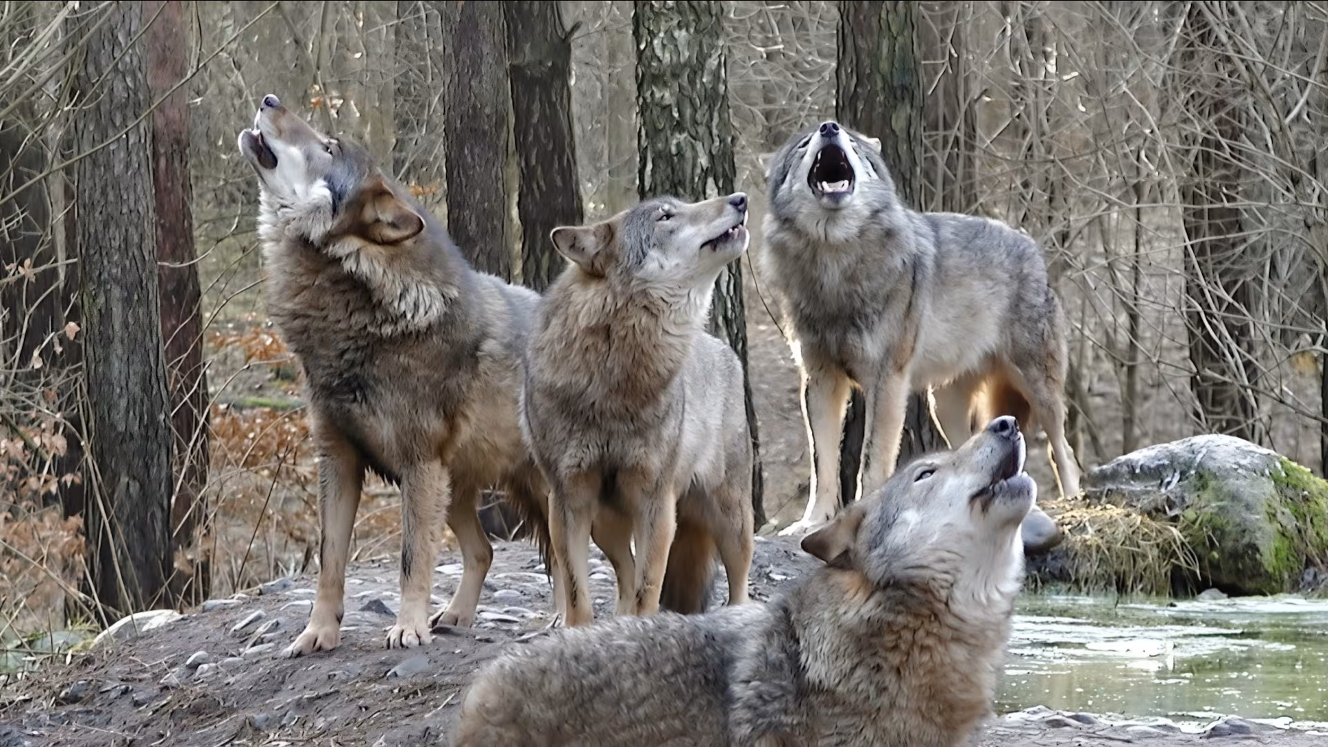 Wildpark-MV