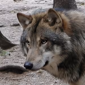 Wildpark-MV