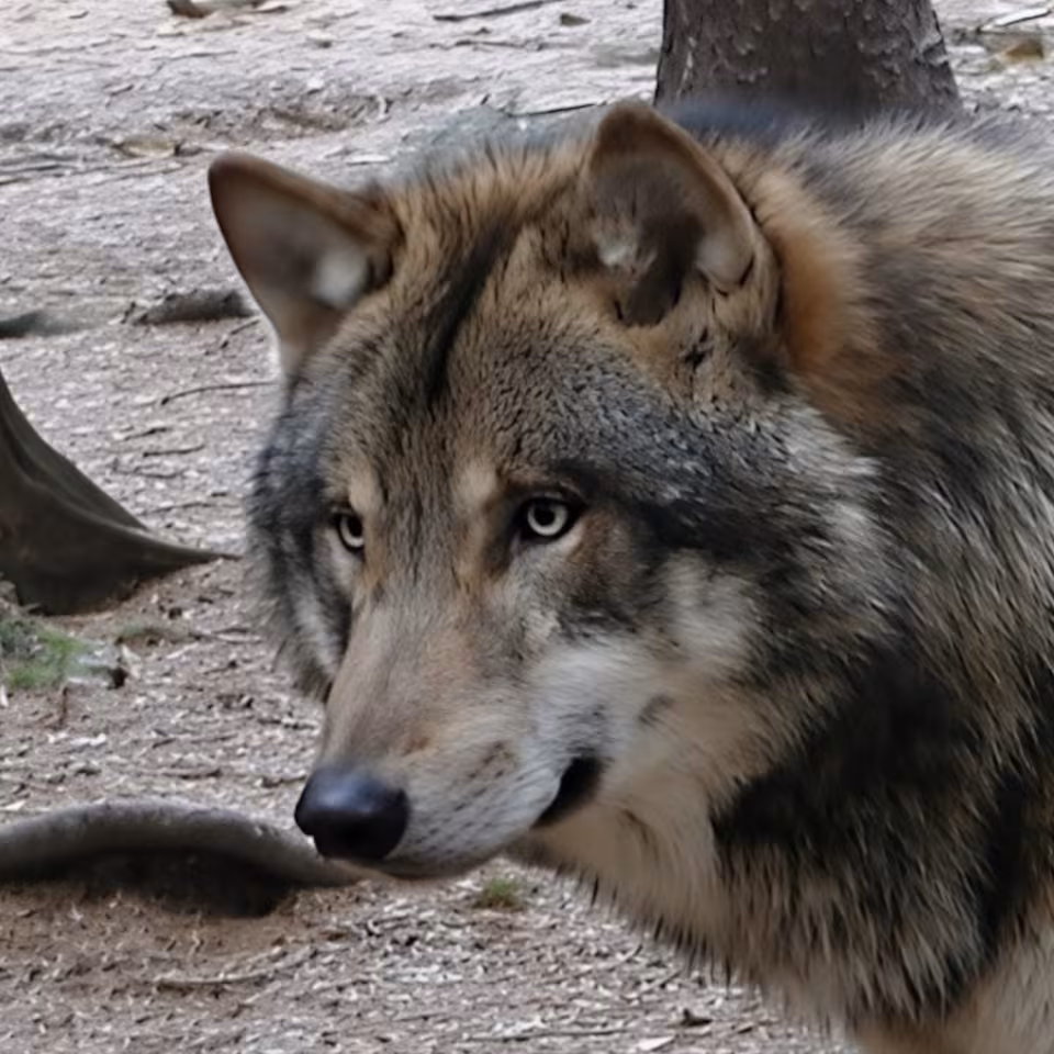 Wildpark-MV