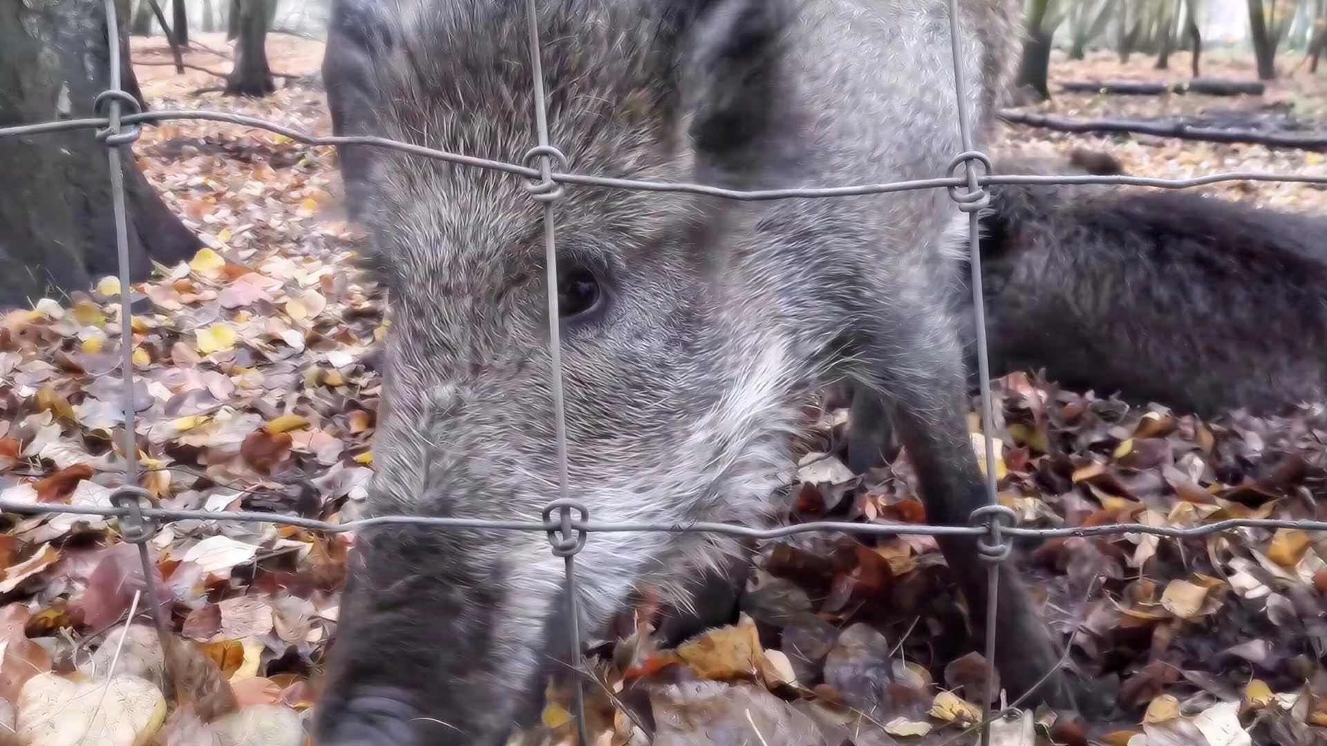 Auge in Auge mit unseren Wildschweinen