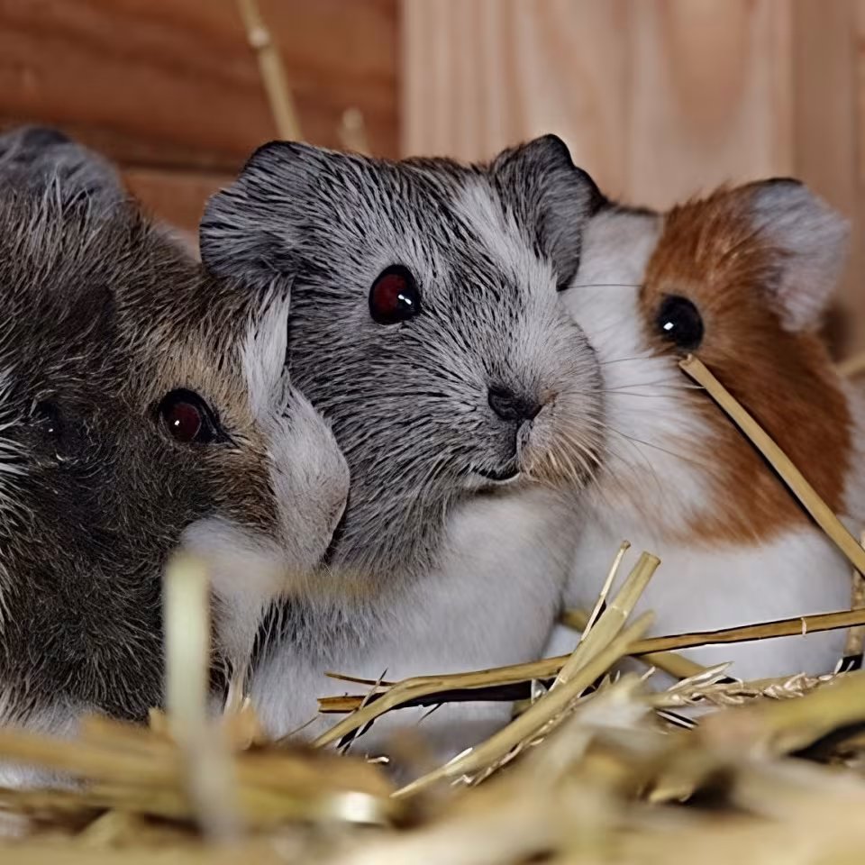 Meerschweinchen im Wildpark-MV