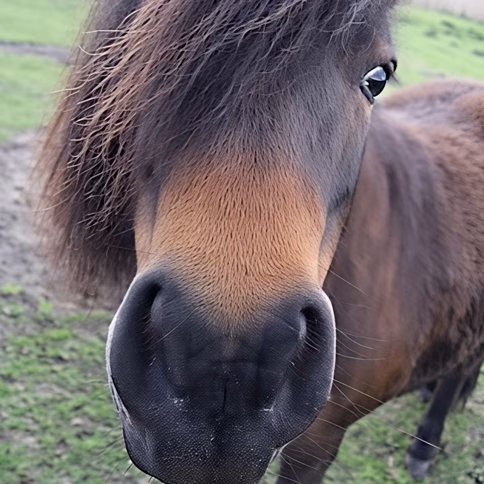 Pferde im Wildpark-MV
